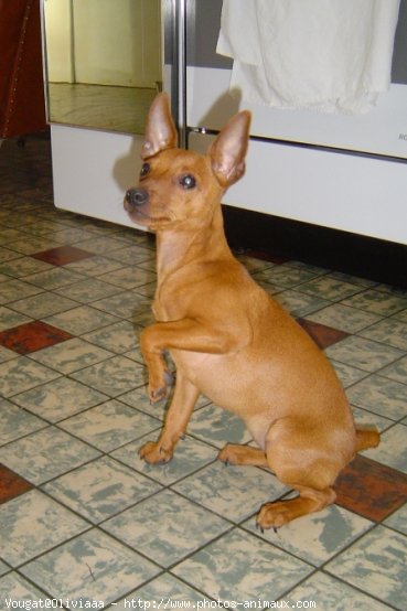 Photo de Pinscher nain