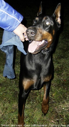 Photo de Dobermann