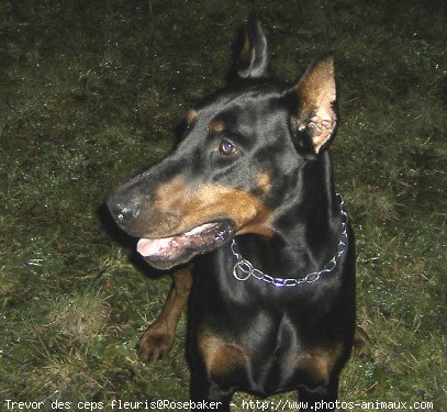 Photo de Dobermann