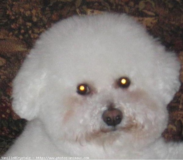 Photo de Bichon  poil fris