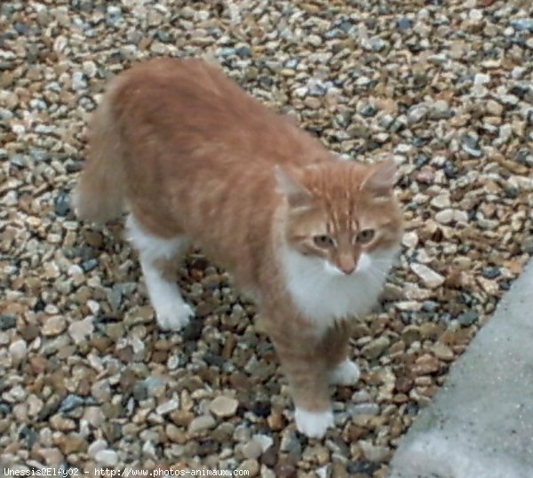 Photo de Chat domestique