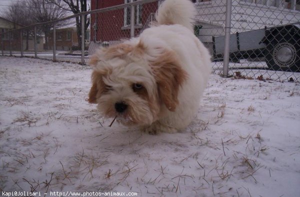 Photo de Lhassa apso