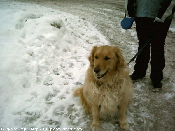 Photo de Golden retriever