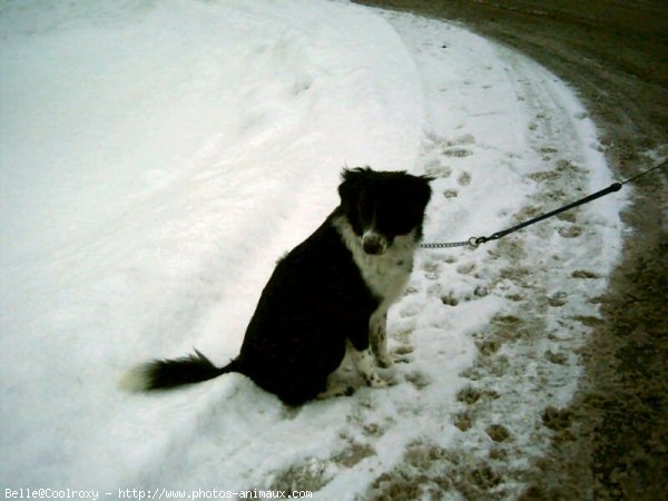 Photo de Border collie