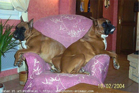 Photo de Boxer