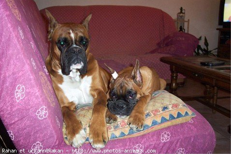 Photo de Boxer