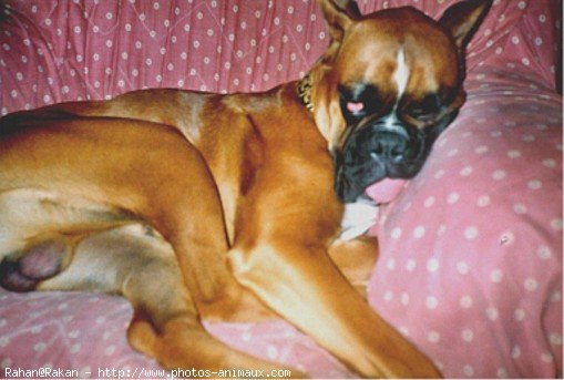 Photo de Boxer