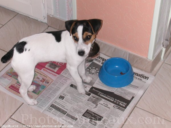 Photo de Jack russell terrier