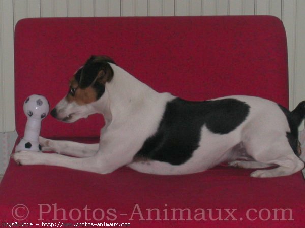 Photo de Jack russell terrier