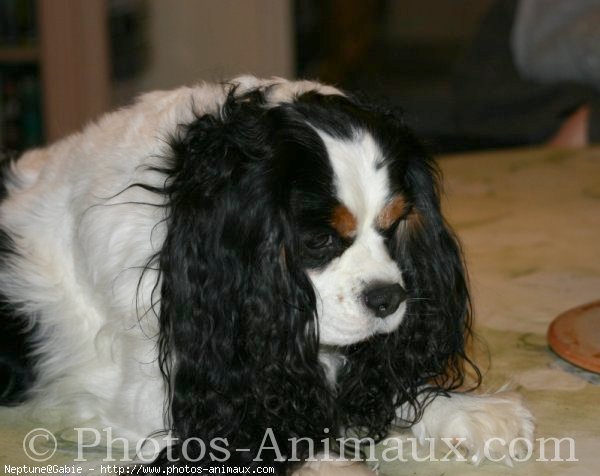 Photo de Cavalier king charles spaniel