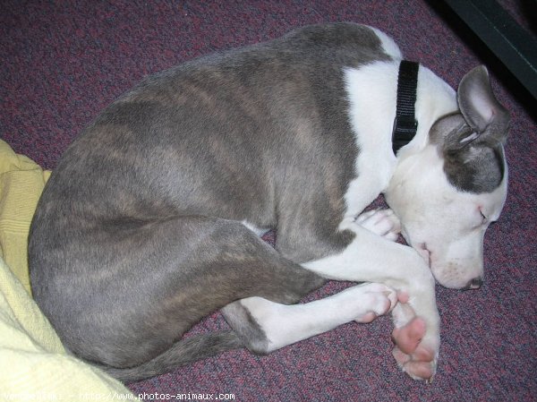 Photo d'American staffordshire terrier