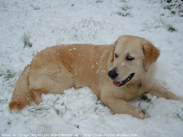 Photo de Golden retriever