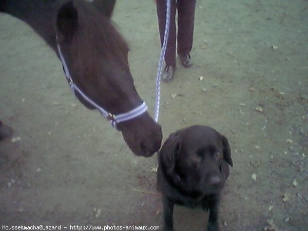 Photo de Races diffrentes