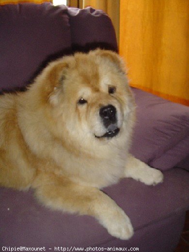 Photo de Chow chow