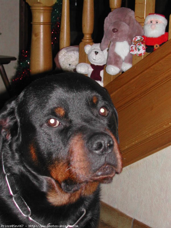 Photo de Rottweiler