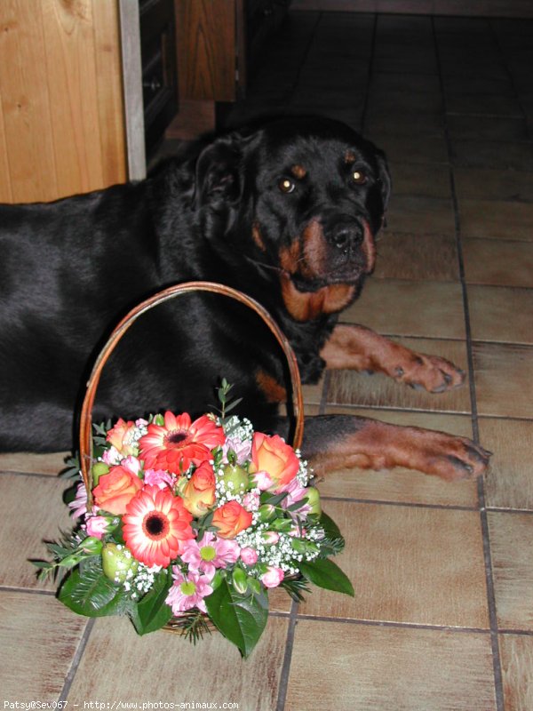 Photo de Rottweiler