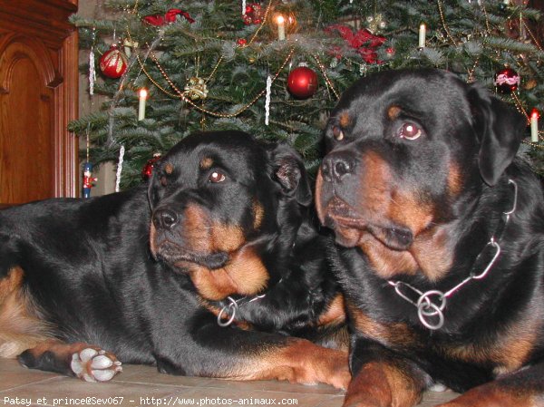 Photo de Rottweiler