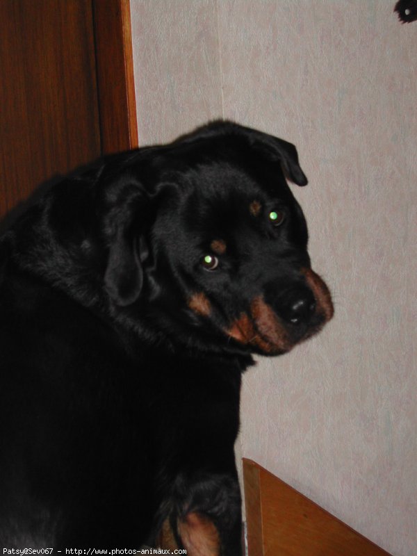 Photo de Rottweiler