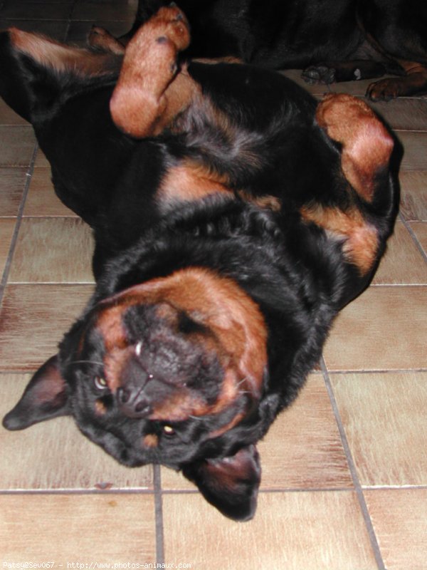 Photo de Rottweiler