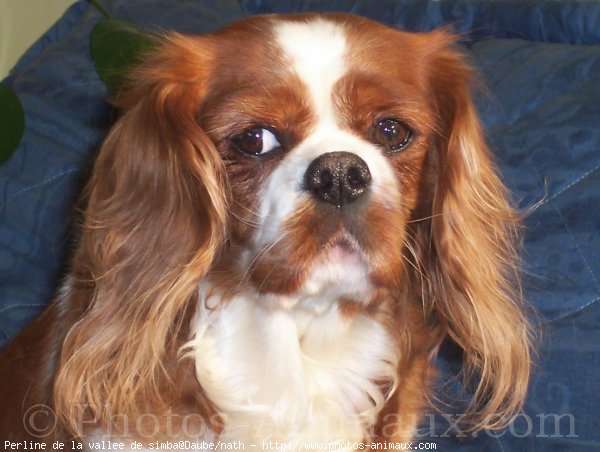 Photo de Cavalier king charles spaniel