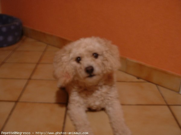 Photo de Caniche moyen