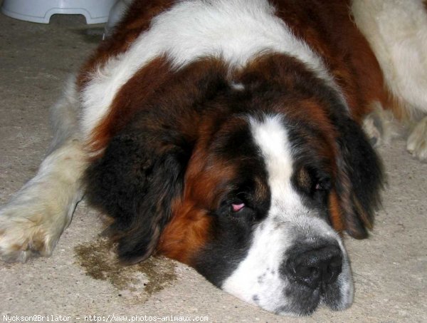 Photo de Saint-bernard poil long