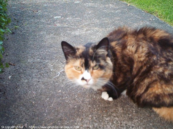 Photo de Chat domestique