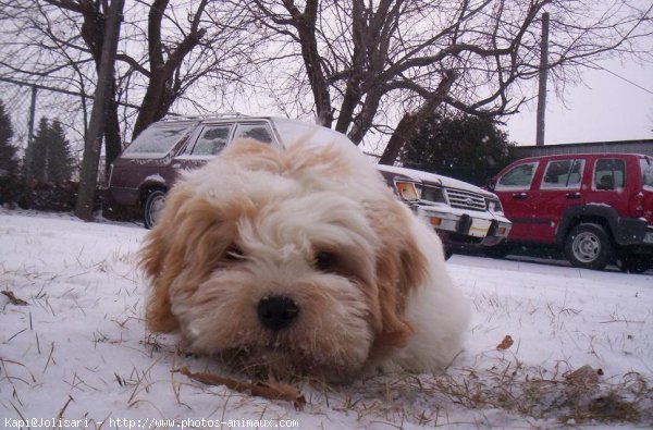 Photo de Lhassa apso