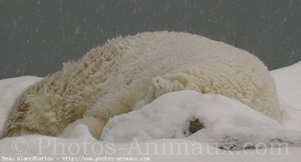 Photo d'Ours