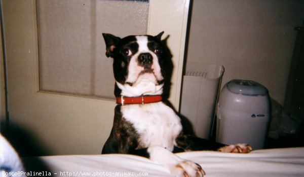 Photo de Boston terrier