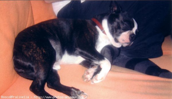 Photo de Boston terrier