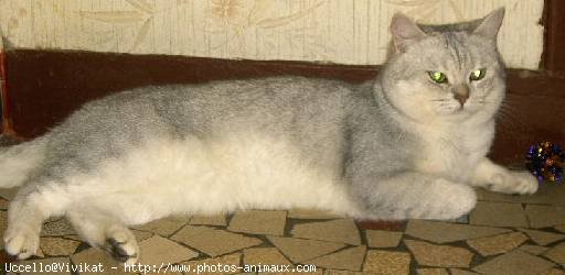 Photo de British shorthair