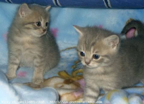 Photo de British shorthair