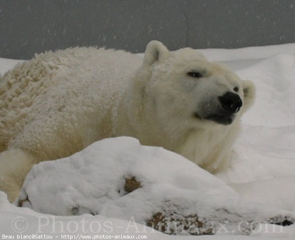 Photo d'Ours