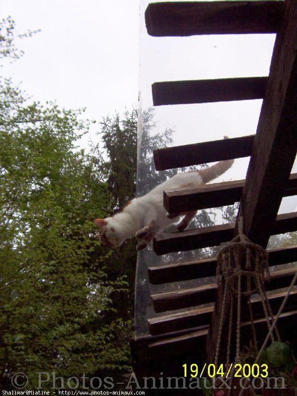 Photo de Chat domestique