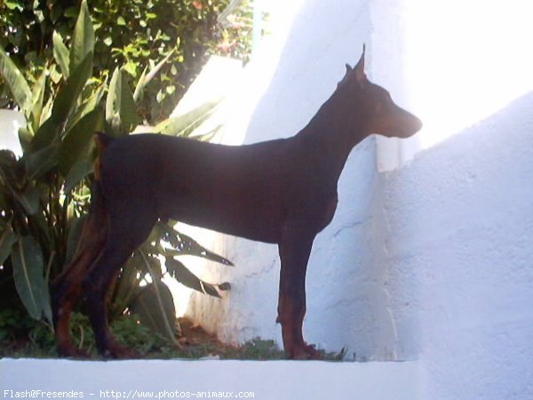 Photo de Dobermann