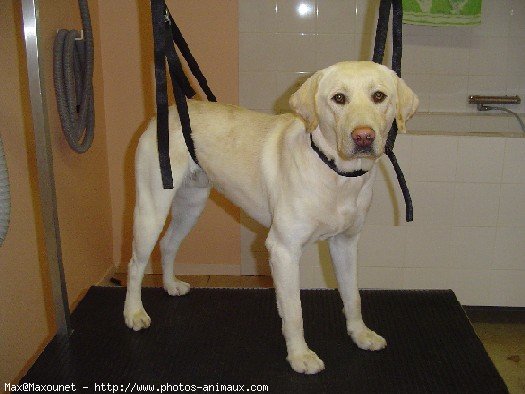 Photo de Labrador retriever