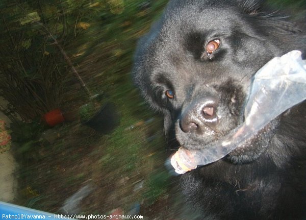 Photo de Chien de terre-neuve