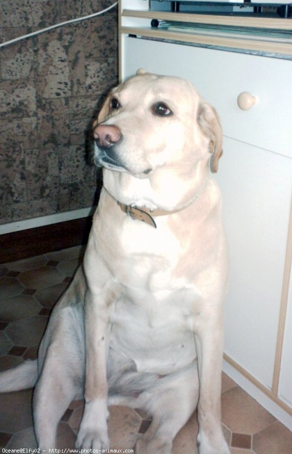 Photo de Labrador retriever