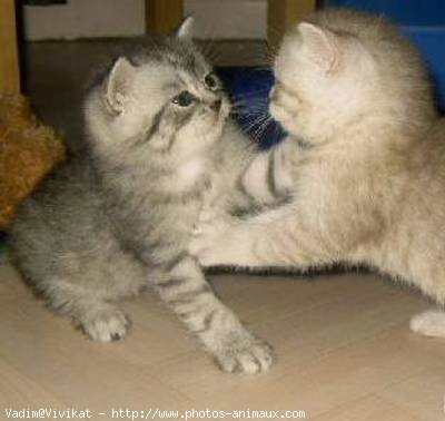 Photo de British shorthair