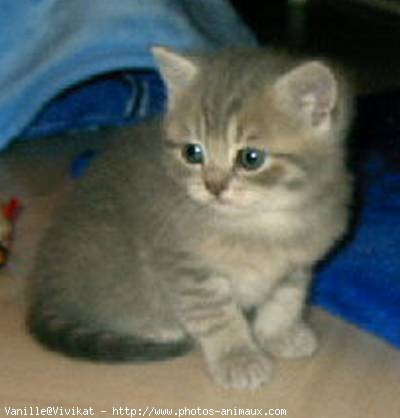 Photo de British shorthair