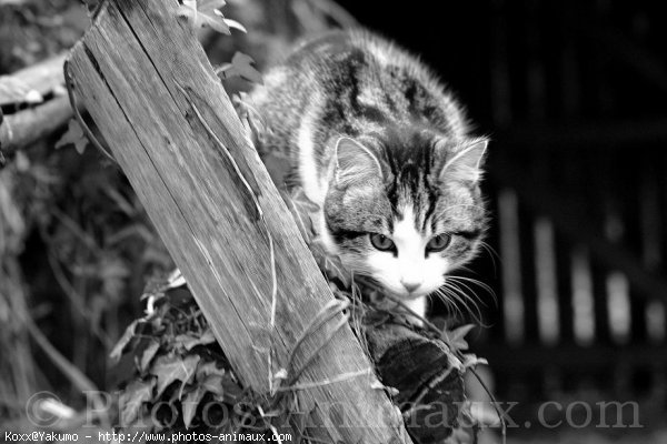 Photo de Chat domestique