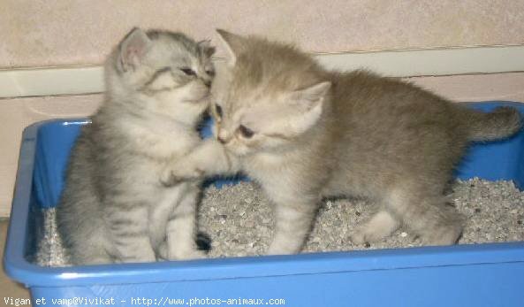 Photo de British shorthair