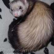 Photo de Furet