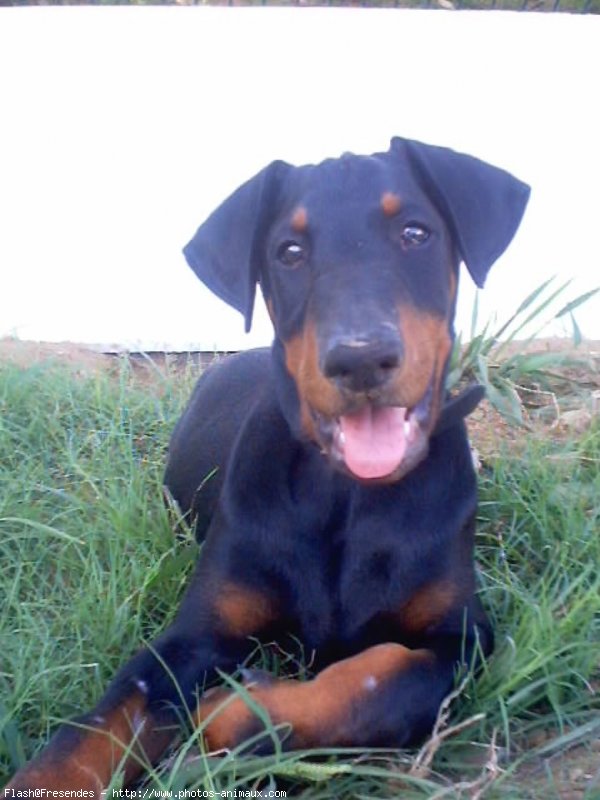 Photo de Dobermann