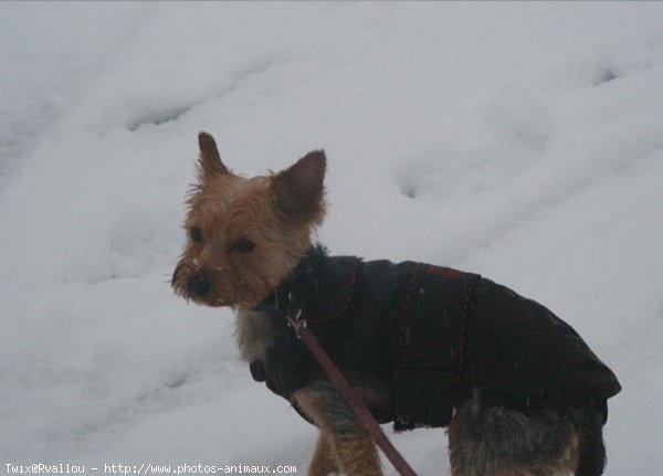 Photo de Yorkshire terrier