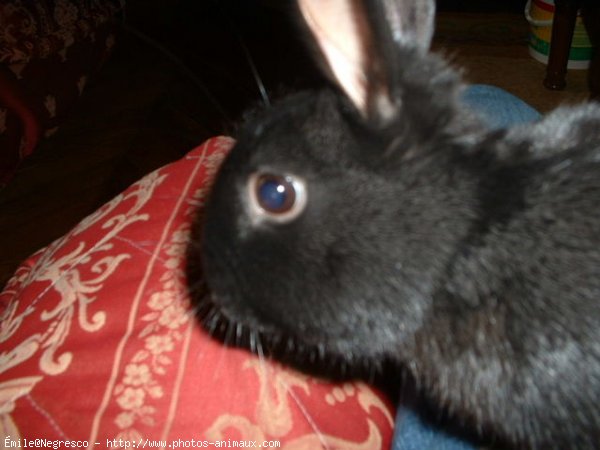 Photo de Lapin