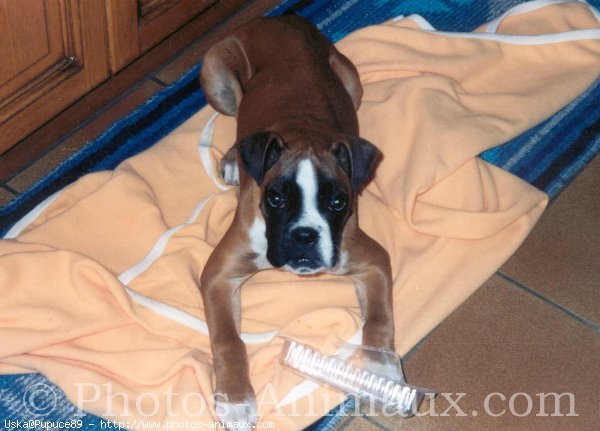 Photo de Boxer