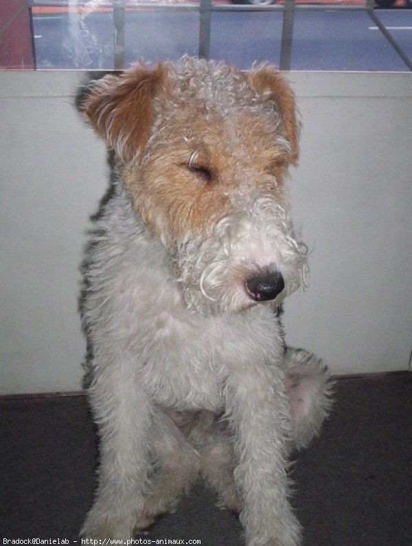 Photo de Fox terrier  poil dur