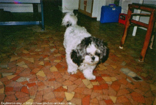 Photo de Shih tzu